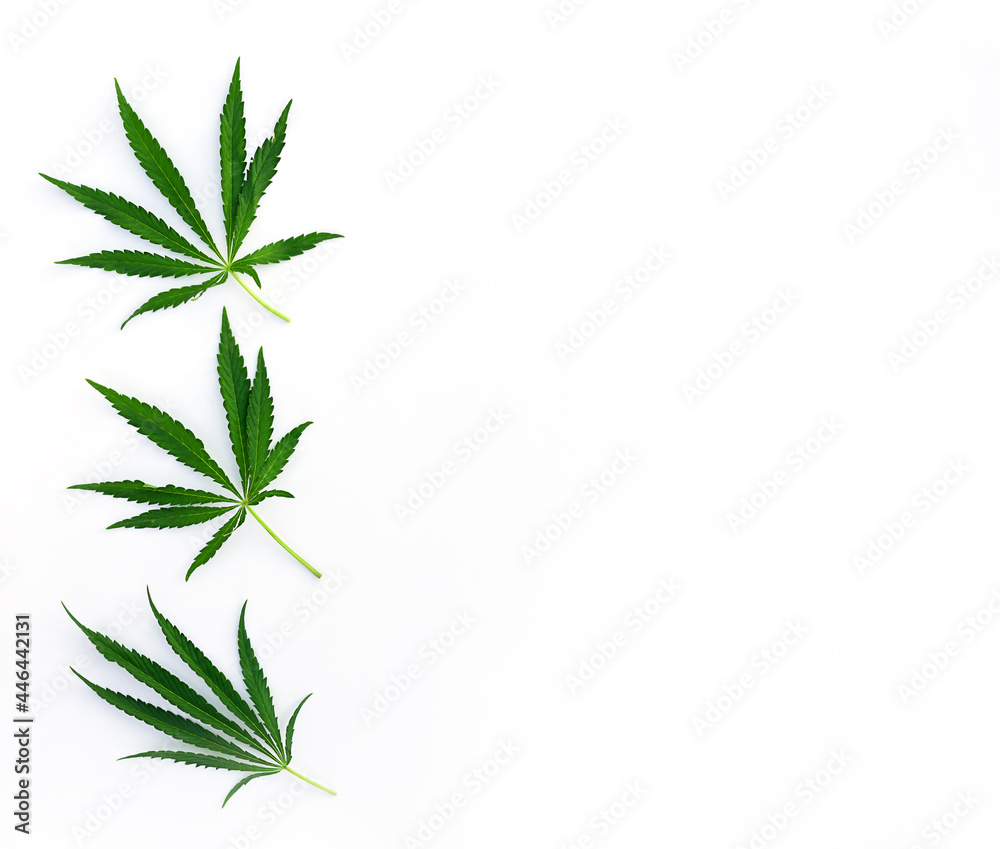 Cannabis leaves on a white background. Horizontal orientation, top view, copy space. Legalization of marijuana concept.