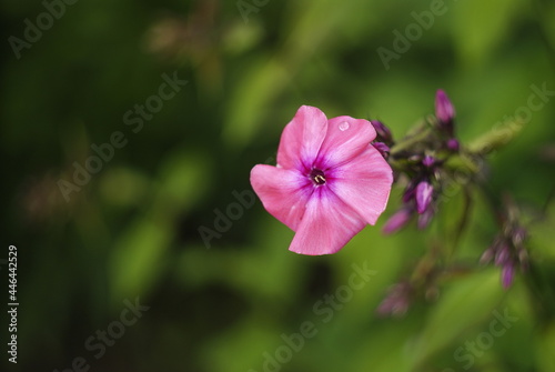 one pink bindweed flower on a background of blurred greenery
