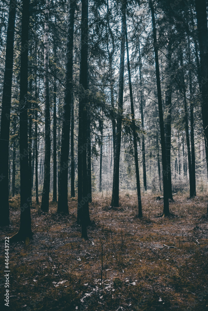 mysterious cyan forest mysterious cyan forest
