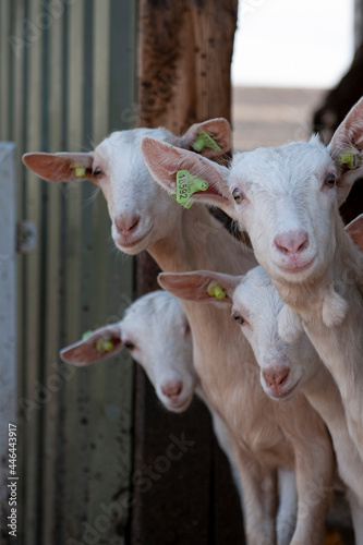young dutch milk goats