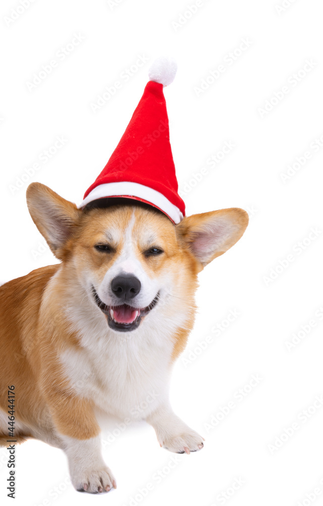 corgi in santa claus hat isolated corgi in santa claus hat isolated