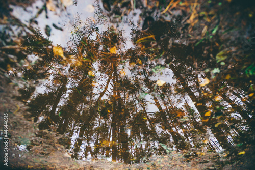 reflections forest but in the water