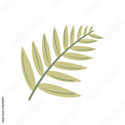 tropical leaf palm