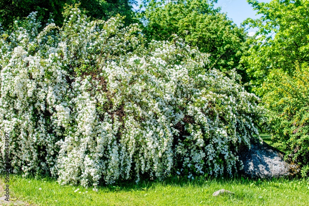 Naklejka premium Spirea bushes bloom in the spring in May 