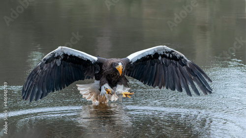 Steller's sea eagle (Haliaeetus pelagicus) taking a prey out of the water. The Steller’s Sea Eagle is one of the world's largest birds of prey. 