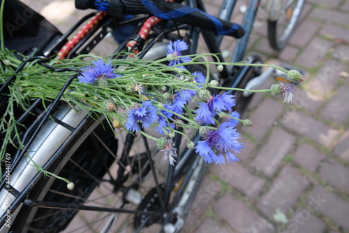 FU 2020-06-06 WeiAlong 161 Auf dem Gepäckträgers des Fahrrads sind Kornblumen photo