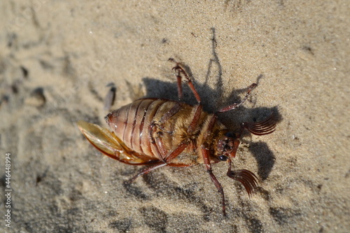 A large beetle on the sand with raised legs.