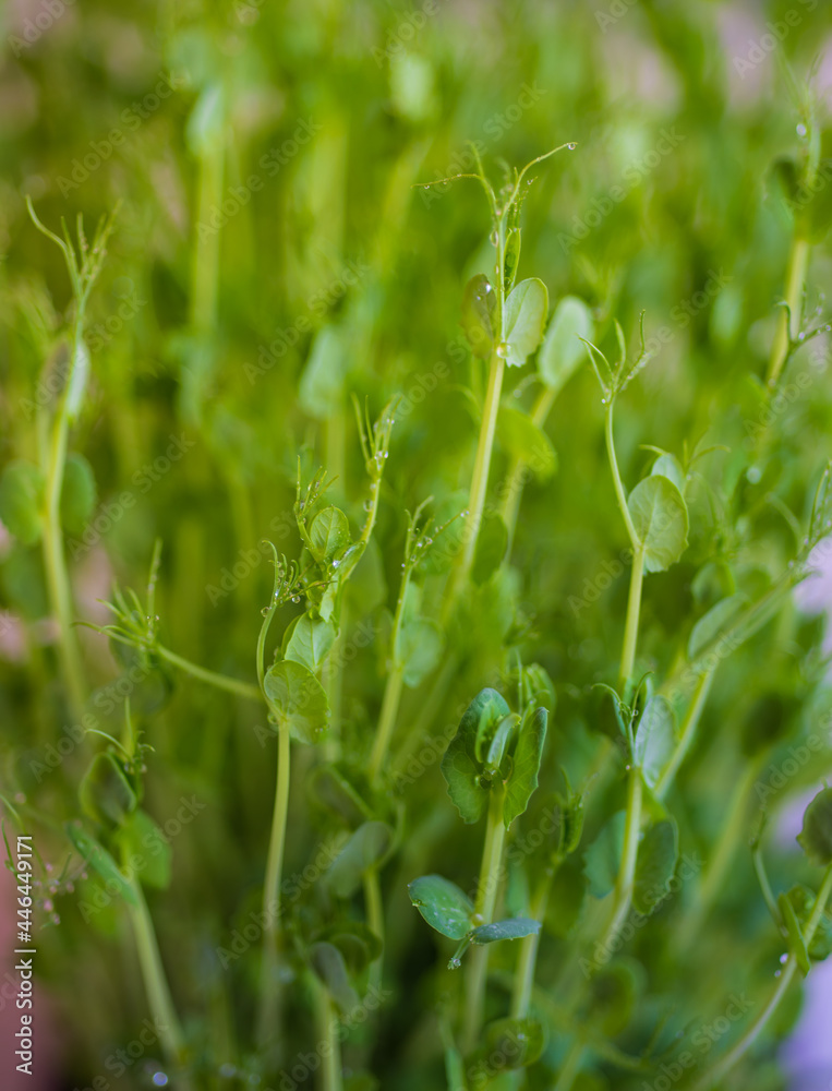 Pea microgreen sprouts close up Pea microgreen sprouts close up