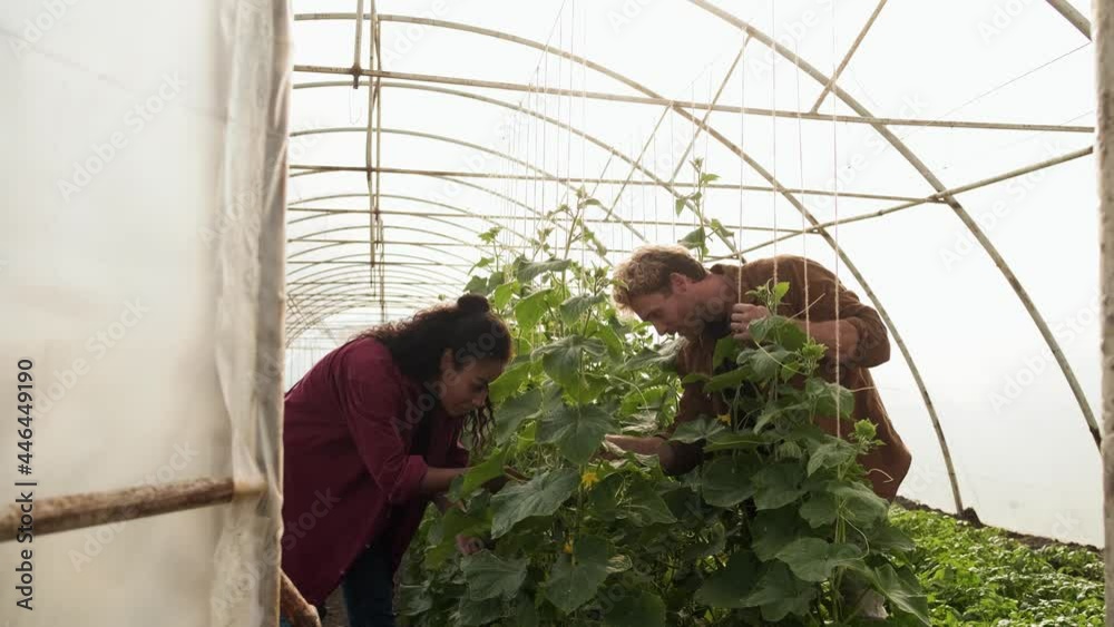 A serious gardeners man and woman check a green seedling in a greenhouse. Control and research of plants in botany A serious gardeners man and woman check a green seedling in a greenhouse. Control and research of plants in botany