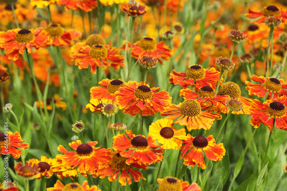 Helenium sneezeweed 'waltraut' in flower Helenium sneezeweed 'waltraut' in flower