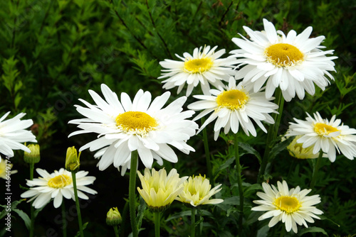 Leucanthemum superbum shasta daisy   Real Glory  in flower