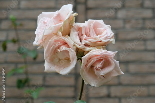 FU 2020-06-06 WeiAlong 313 Rosa Blüten einer Rose photo
