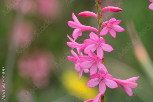 Pink coloured table mountain watsonia in flower