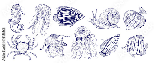 Collection marine animal fish.Sketch outline hand drawn.Crab,snail,seahorse,jellyfish and other.
