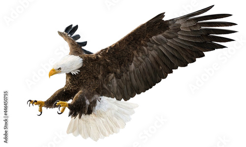 Obraz na płótnie Bald eagle flying swoop attack hand draw and paint color on white background illustration