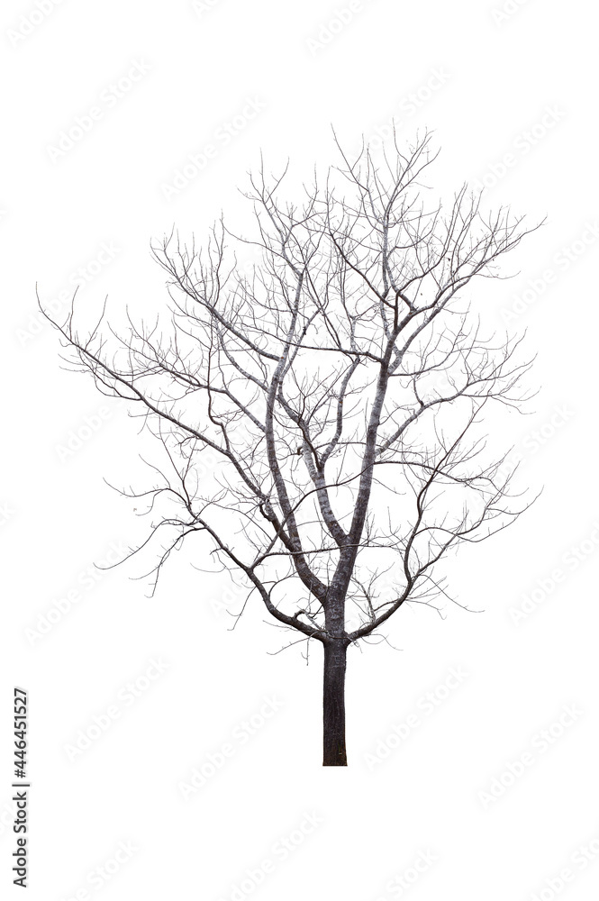 Trees isolated on white background, tropical trees isolated used for design, advertising and architecture Trees isolated on white background, tropical trees isolated used for design, advertising and architecture