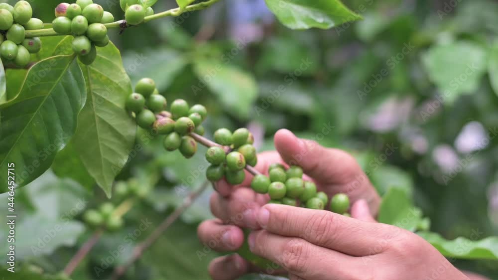 Gardeners take care of the coffee beans on the plant. Gardeners take care of the coffee beans on the plant.
