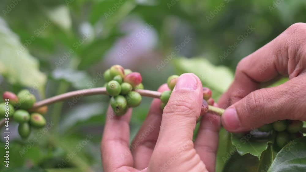 Gardeners take care of the coffee beans on the plant. Gardeners take care of the coffee beans on the plant.