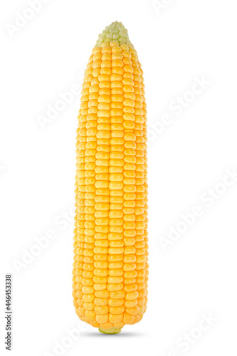 Vertically arranged head of corn on a white background, corn isolate
