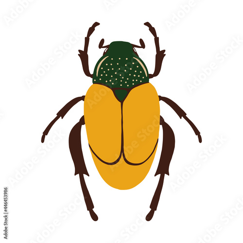 vector drawing of beetle, drawn by hand. Vintage illustrations with the image of a beetle on a white background