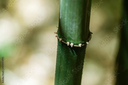 Close-up of Chimonobambusa quadrangularis bamboo on green background in Arboretum Park Southern Cultures in Sirius (Adler) Sochi. Has rough culms whose opposite sides are flat, forming rounded square photo