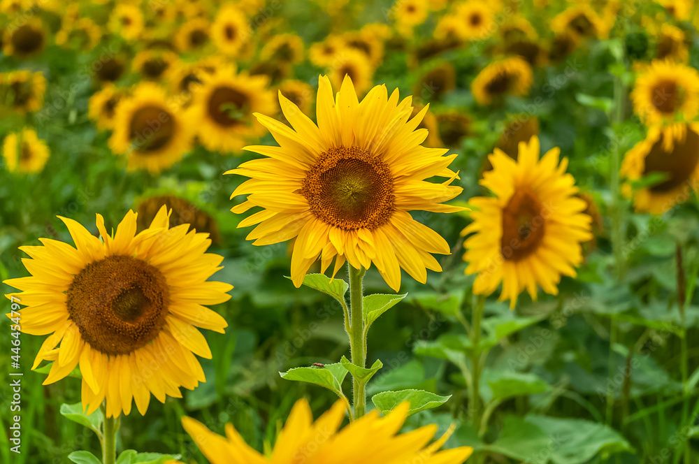 close up of sunflower on field