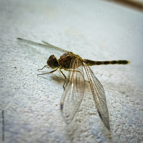 Dragonfly waiting for the feed on the wall © Dream collection