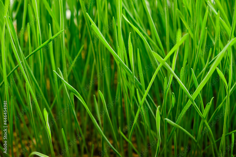 Green background of freshly grown grass, wheat micro green. Green background of freshly grown grass, wheat micro green.