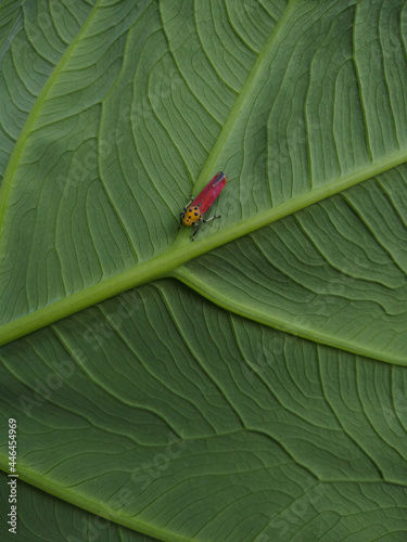 Bothrogonia (leafhopper) on green Taro plant leaves, green background photo