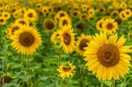 close up of sunflower on field