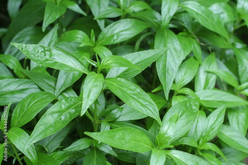 Top young leaves of fresh andrographis paniculata or kariyat tree (fah talai jone), a Thai traditional herb and has antipyretic properties close-up. Top young leaves of fresh andrographis paniculata or kariyat tree (fah talai jone), a Thai traditional herb and has antipyretic properties close-up.