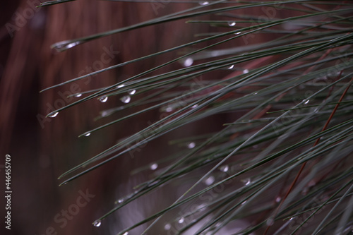 pines tree details