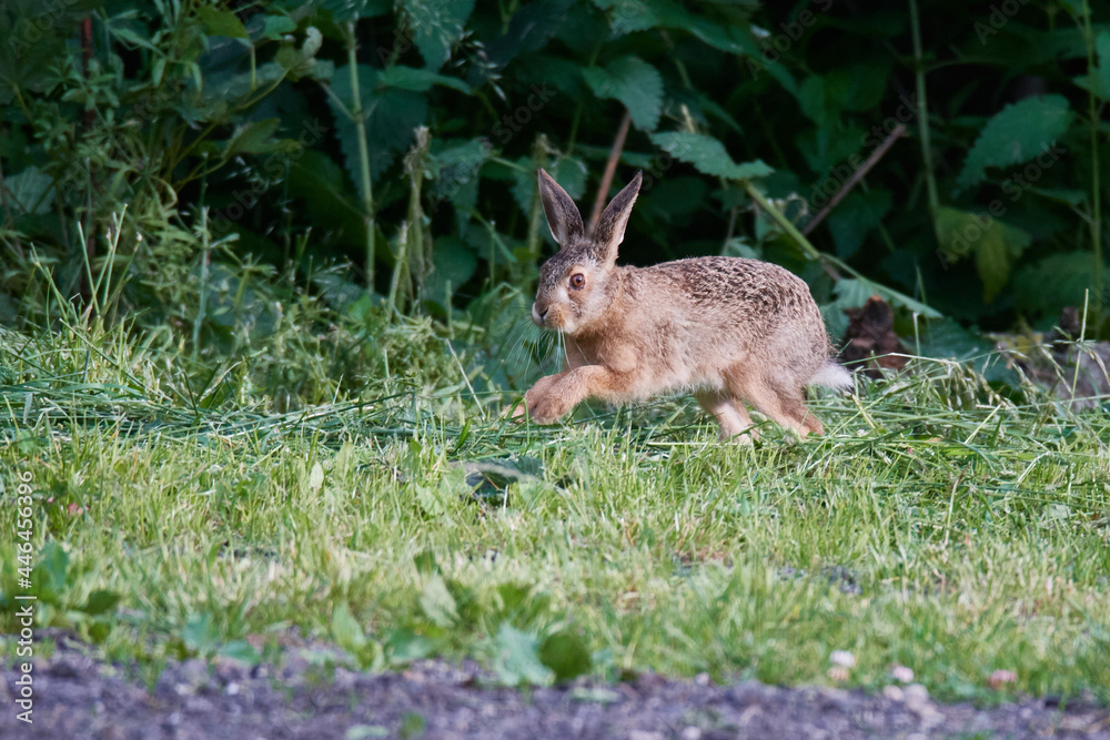 Obraz premium Wildkaninchen in urbaner Umgebung 
