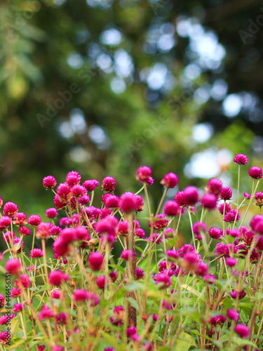 vertical shot of a group of tiny, pink flowers in the garden during a bright and sunny summer morning
