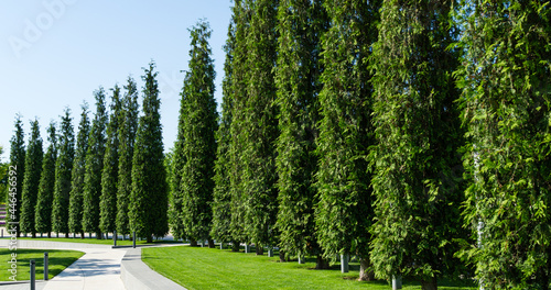 Rows of trimmed Thuja plicata (Western red cedar) shaped in the form of cypress in city park Krasnodar or landscape Galitsky park in sunny spring 2021. Nature concept background with copy space photo