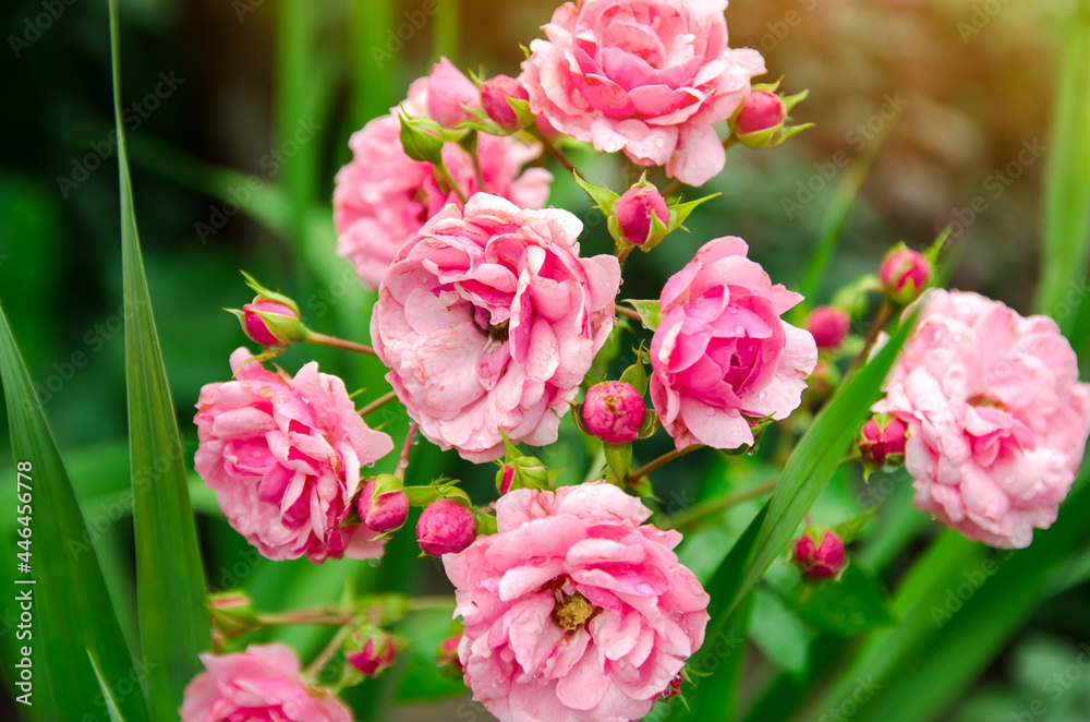Bush of a beautiful blooming pink rose in the garden. Fragrant beautiful flower. Selective focus Bush of a beautiful blooming pink rose in the garden. Fragrant beautiful flower. Selective focus