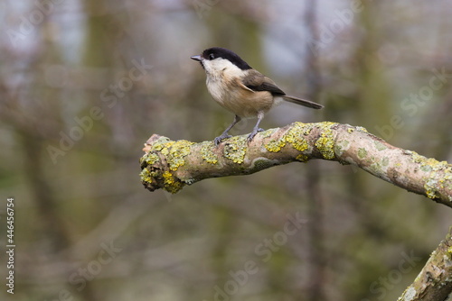 Willow tit on a branch
