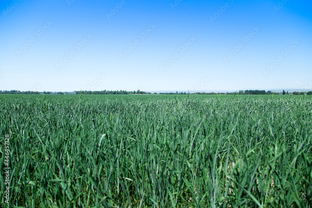 Green field of bread. Farming. Summer day. Nature Green field of bread. Farming. Summer day. Nature