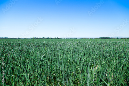 Green field of bread. Farming. Summer day. Nature