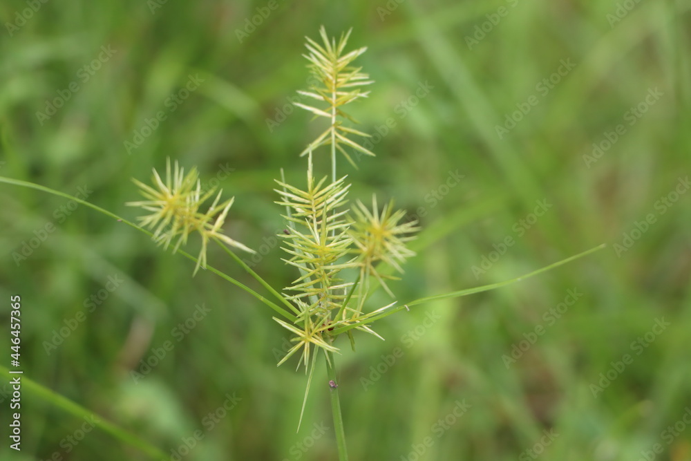 Obraz premium dandelion flower