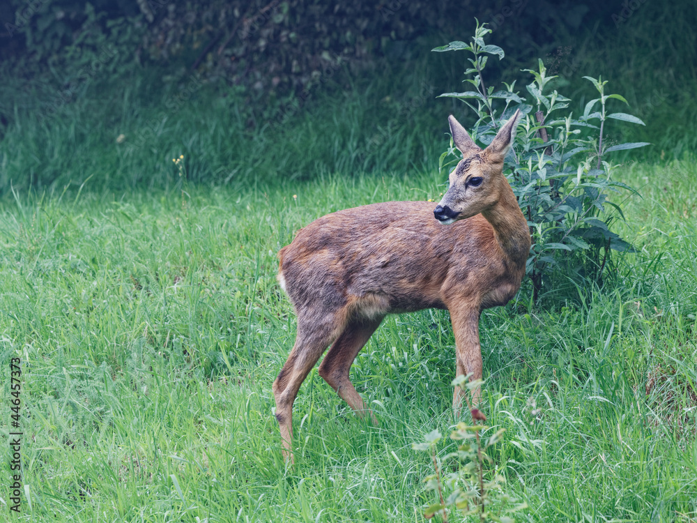 femelle du chevreuil