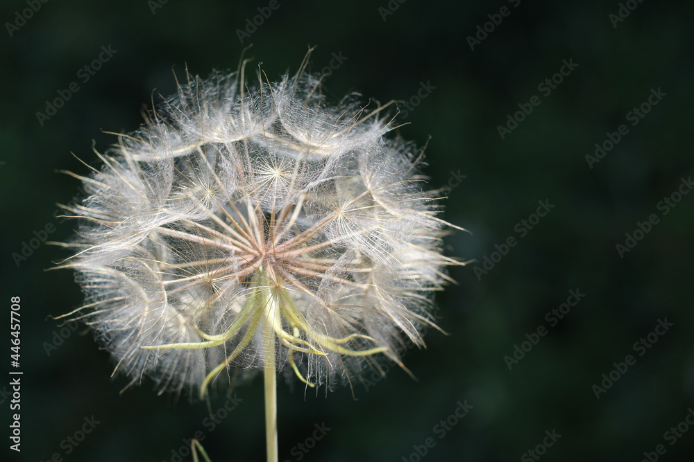 Fototapeta premium big white dandelion and green grass in the garden.