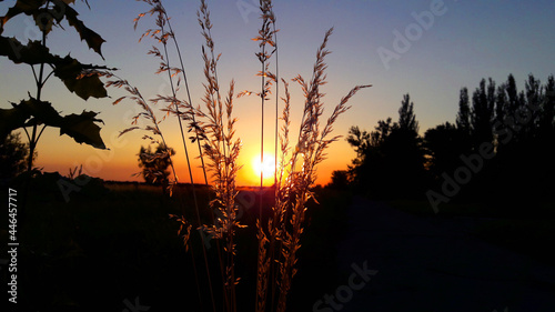 sunset in the wheat field and wheat