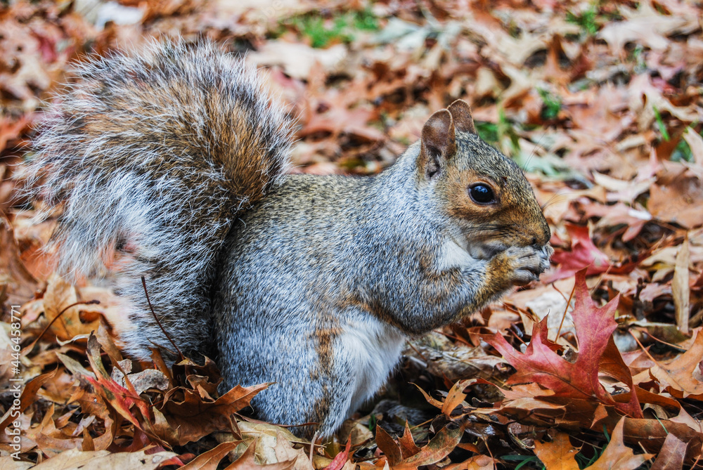Ardilla comiendo nueces durante el otoño en Central Park, Nueva York. Noviembre 2011 Ardilla comiendo nueces durante el otoño en Central Park, Nueva York. Noviembre 2011