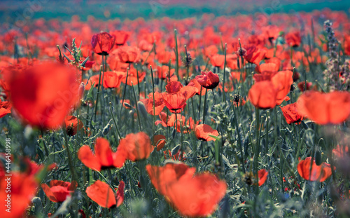 Poppies field. A beautiful field of blooming poppies. Nature