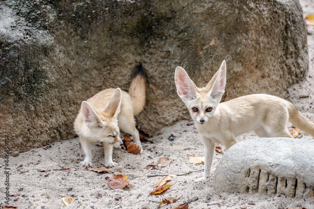 Fototapeta premium SEOUL, KOREA, SOUTH - May 01, 2015: Group of exotic Fennec Foxes captured in Everland Lost Valley in Seoul, South Korea