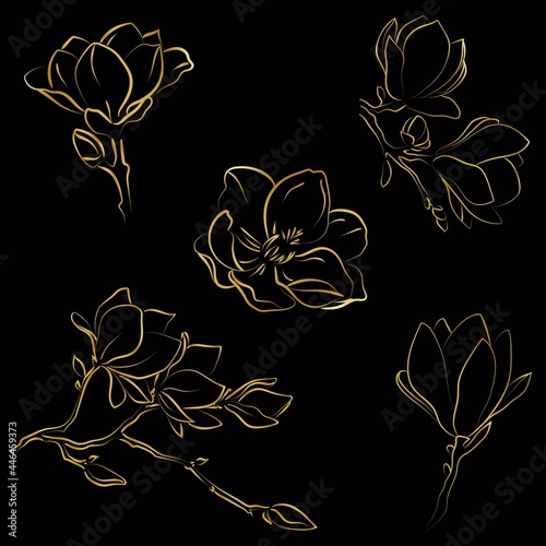 Elegant outline sketching of magnolia flowers, vector illustration