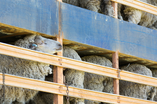 sheep loaded on a truck