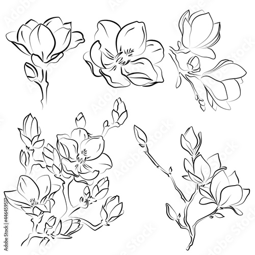 Elegant outline sketching of magnolia flowers, vector illustration