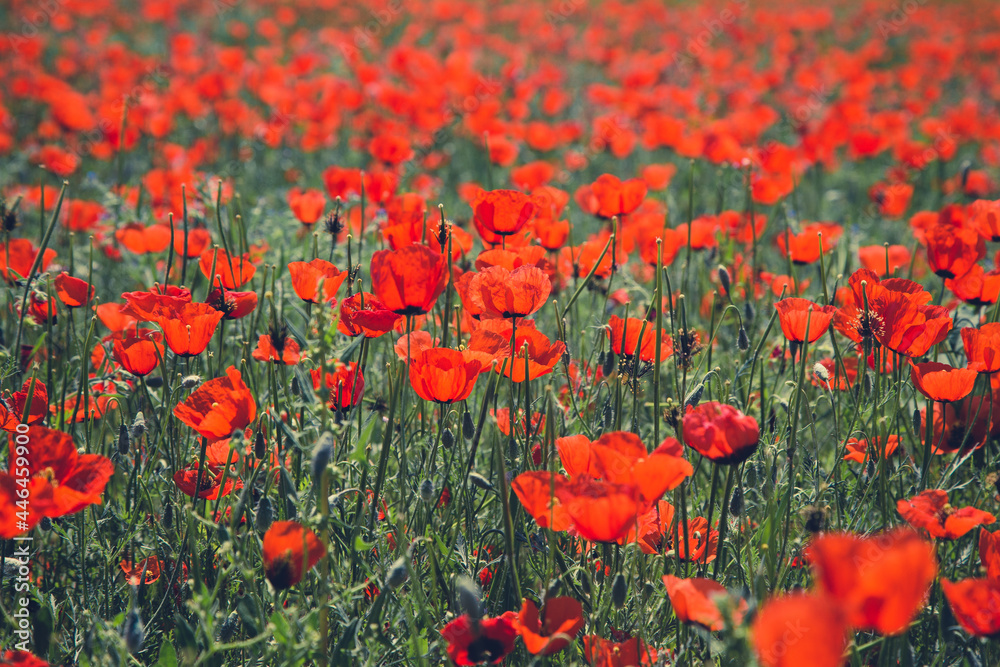 Fototapeta premium Poppies field. A beautiful field of blooming poppies. Nature